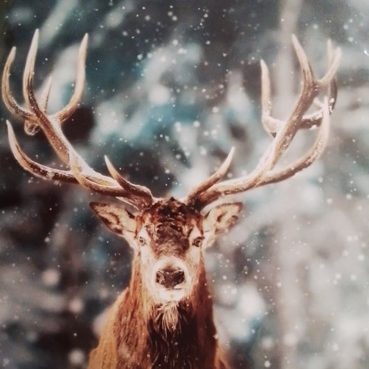 Male Deer in Winter Forest Christmas Cards - Pack of 10