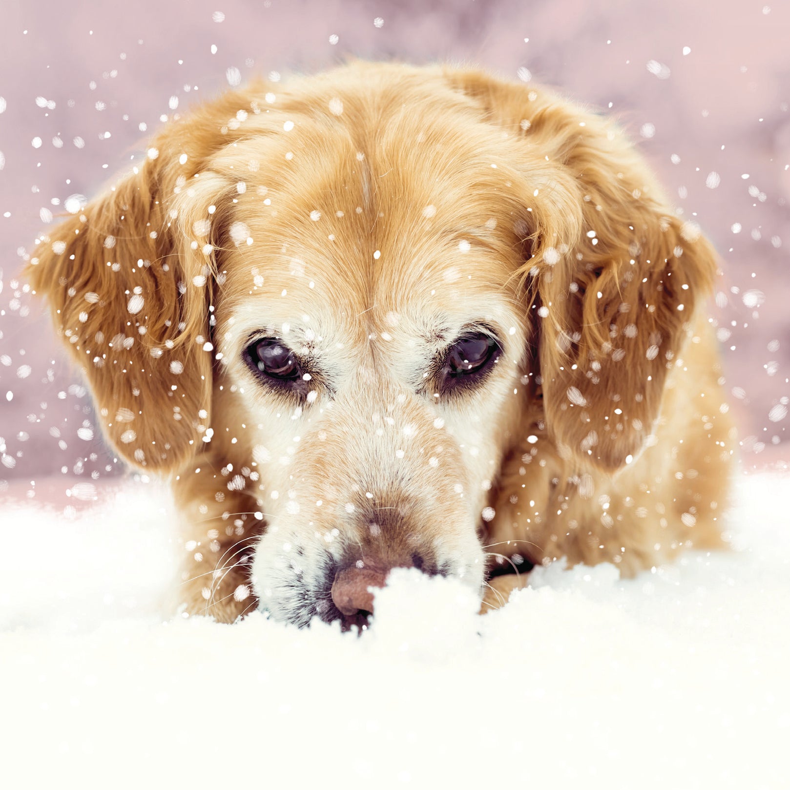 Cute Dog Hiding in the Snow Christmas Cards
